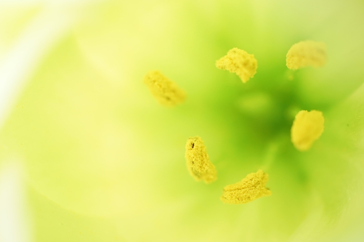 Close-up of flower stamens with deep background bokeh