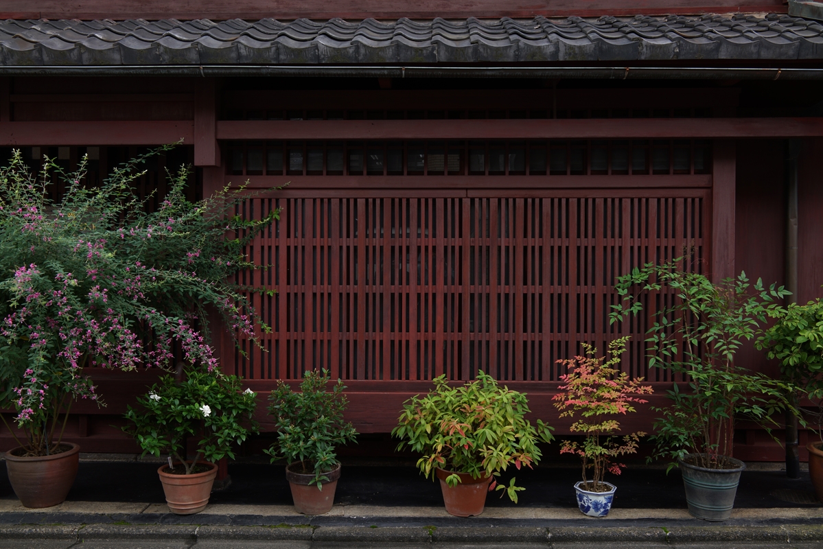 Plants in pots against slatted wooden shutters