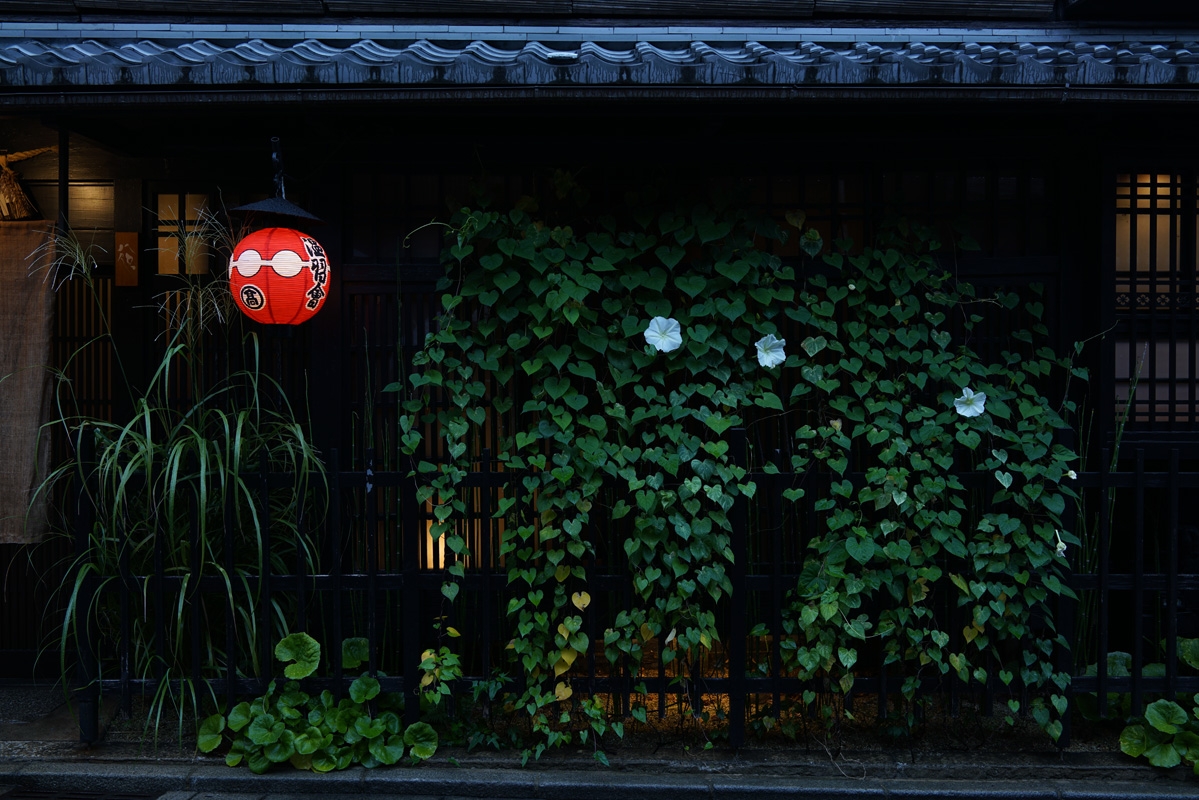 Illuminated red lantern and ivy climbing wooden wall