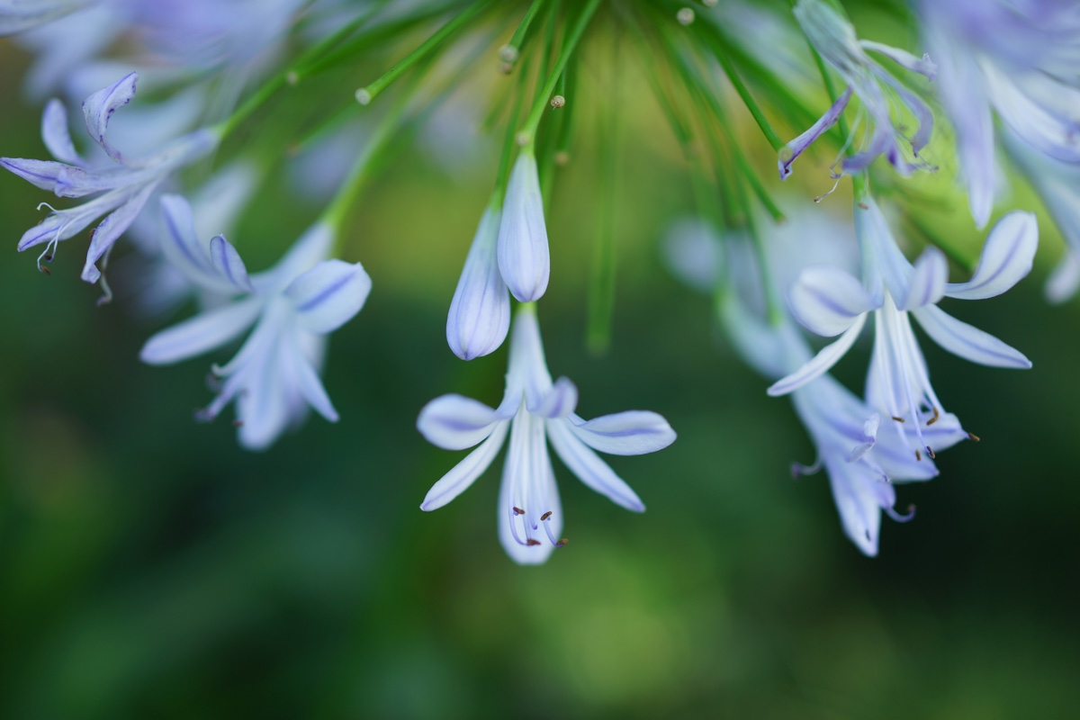 Close-up of white flowers with deep background bokeh