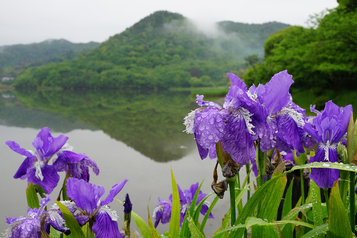 Shot of purple flowers in foreground with lake and hills in background
