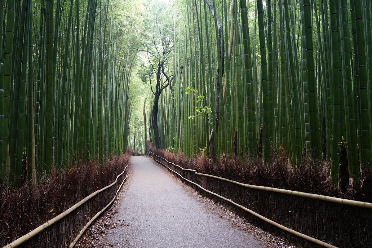 Path through bamboo grove