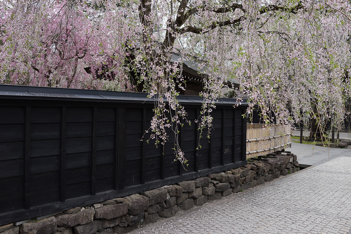 Wall and fence with trees covered in blossoms