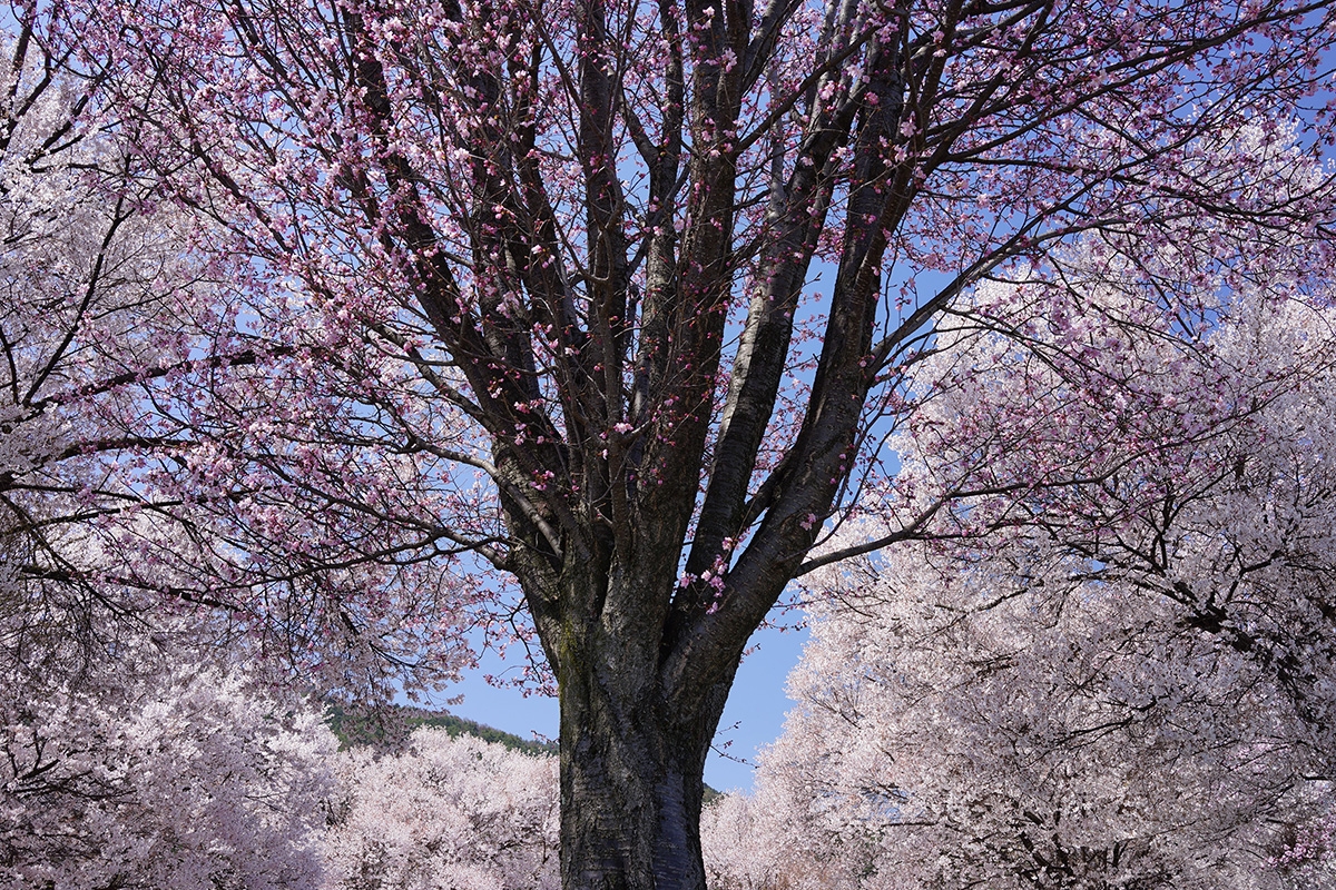 Trees covered in blossoms