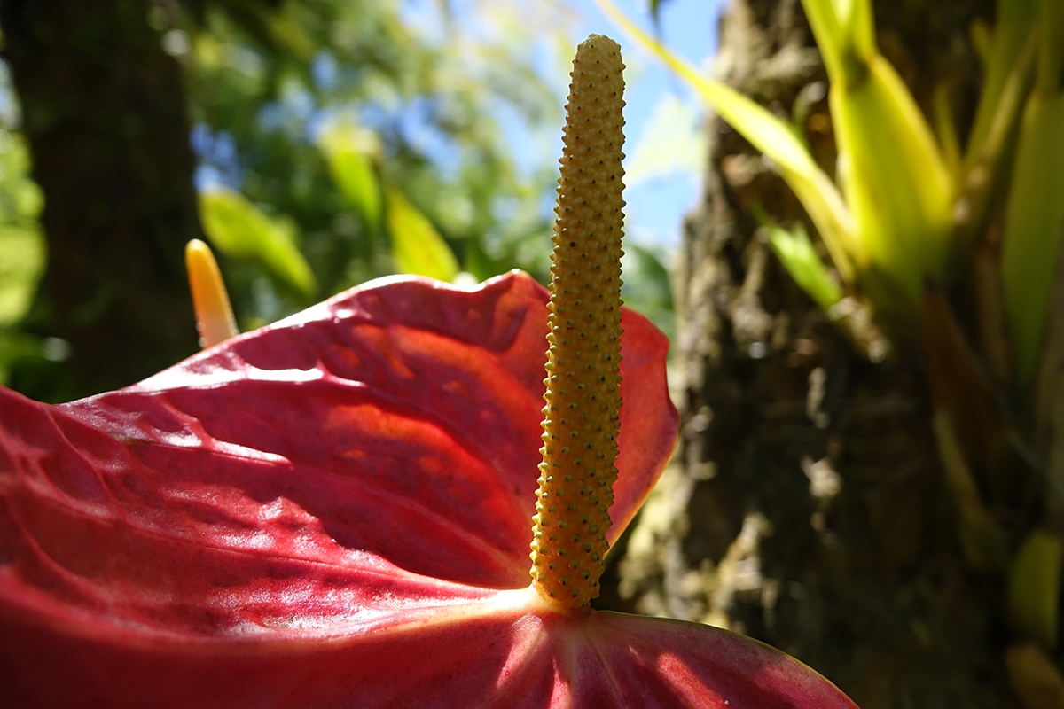 Close-up of anthurium flower