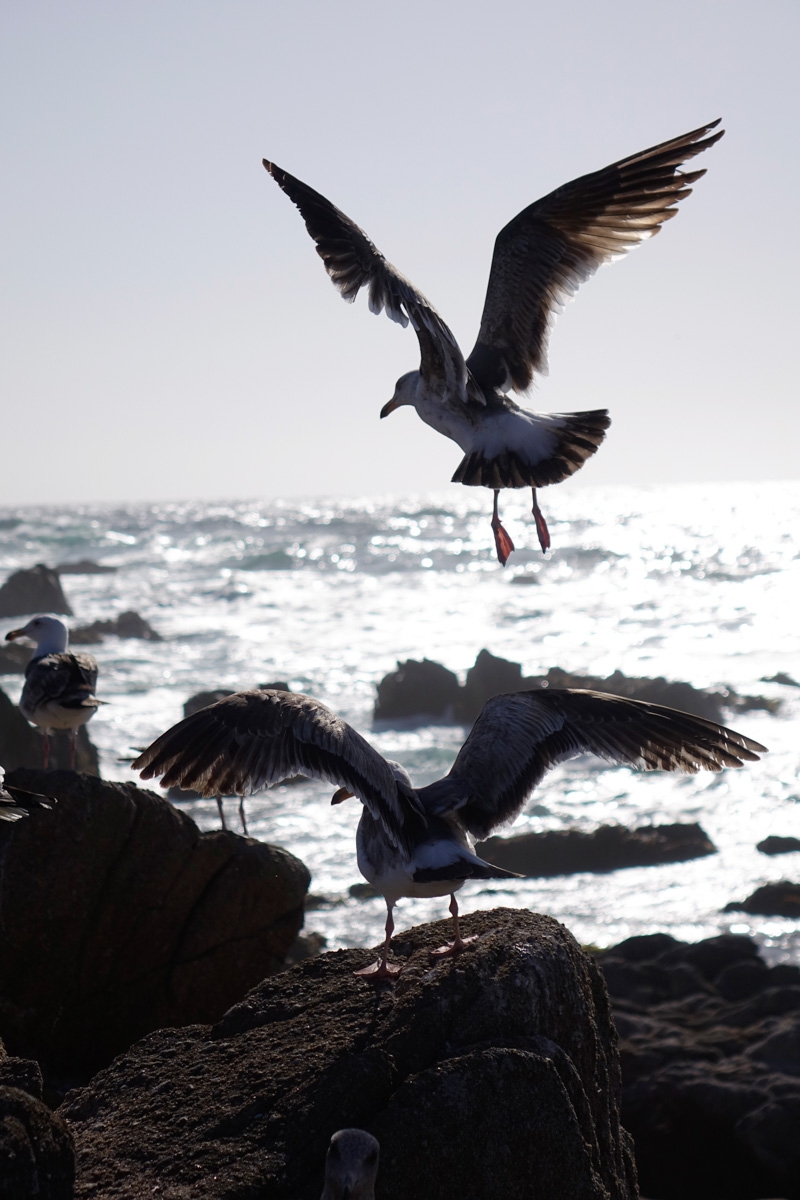 Two seagulls on rocky coastline
