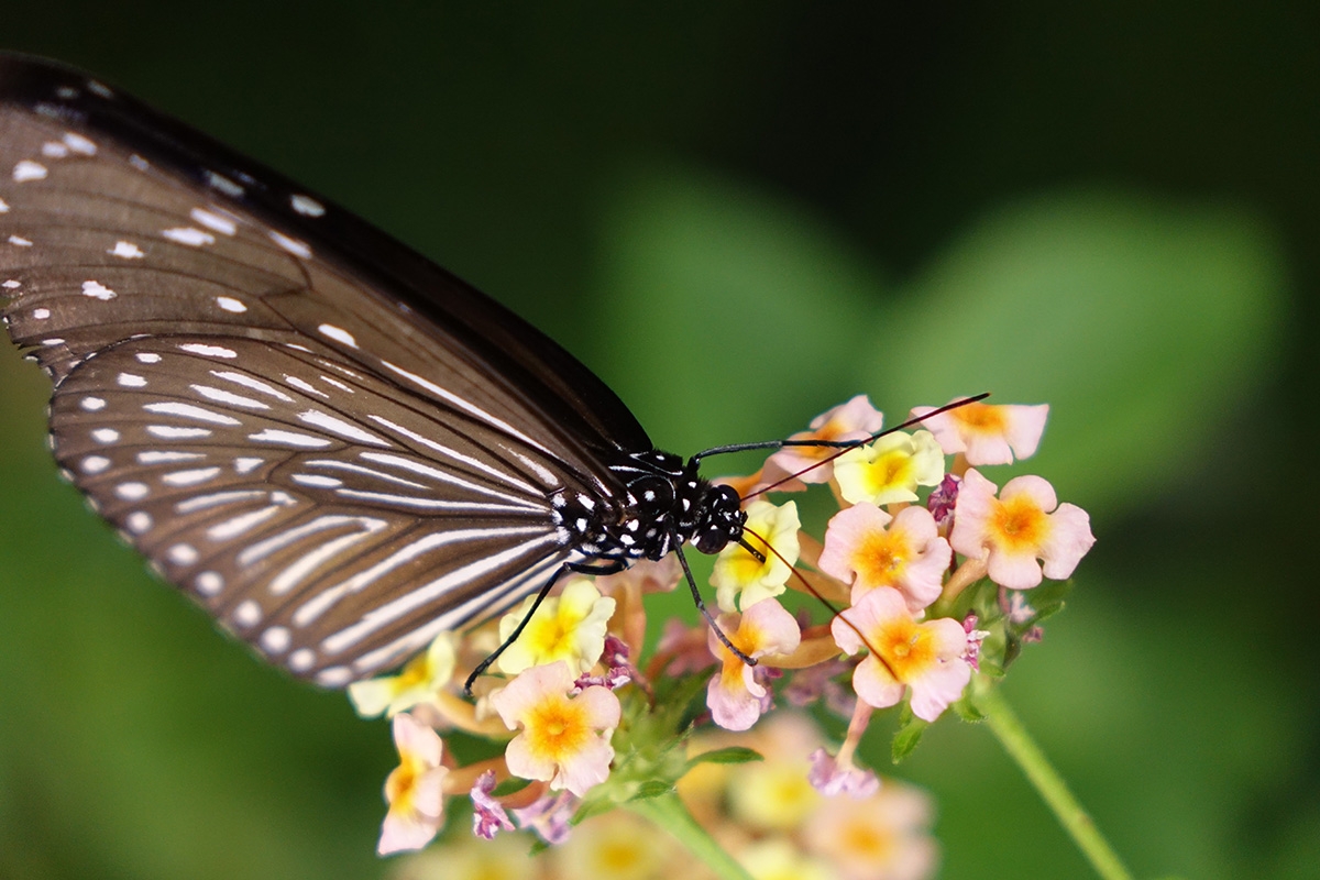 Close-up of butterfly on flower with deep background bokeh