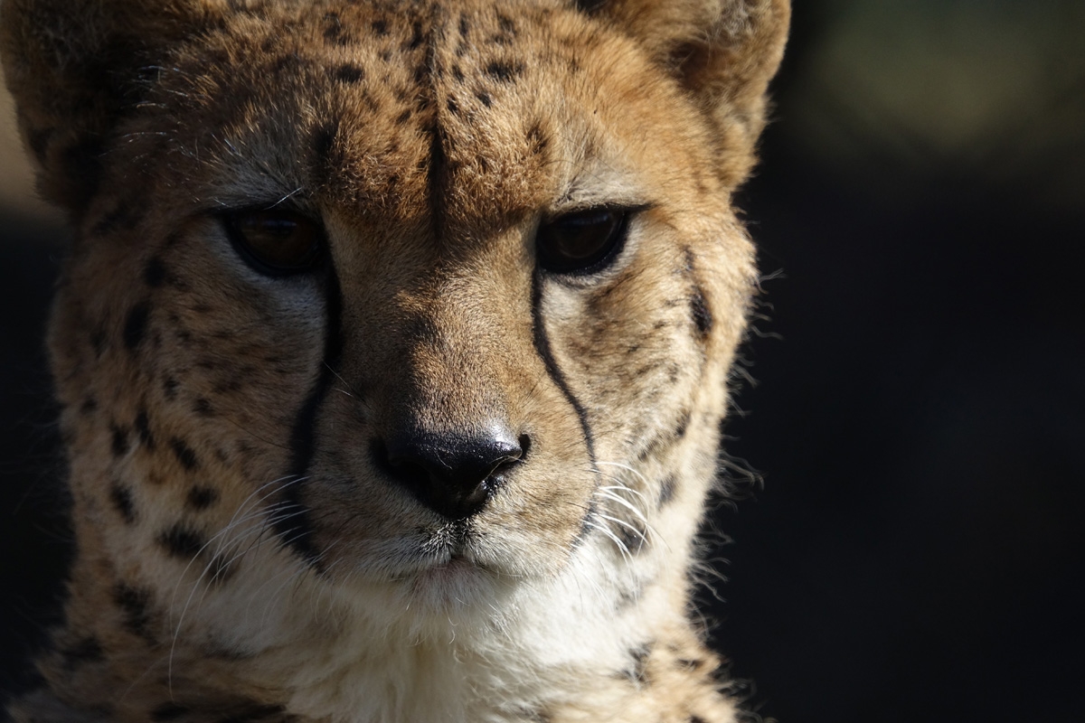 Close-up facial shot of cheetah