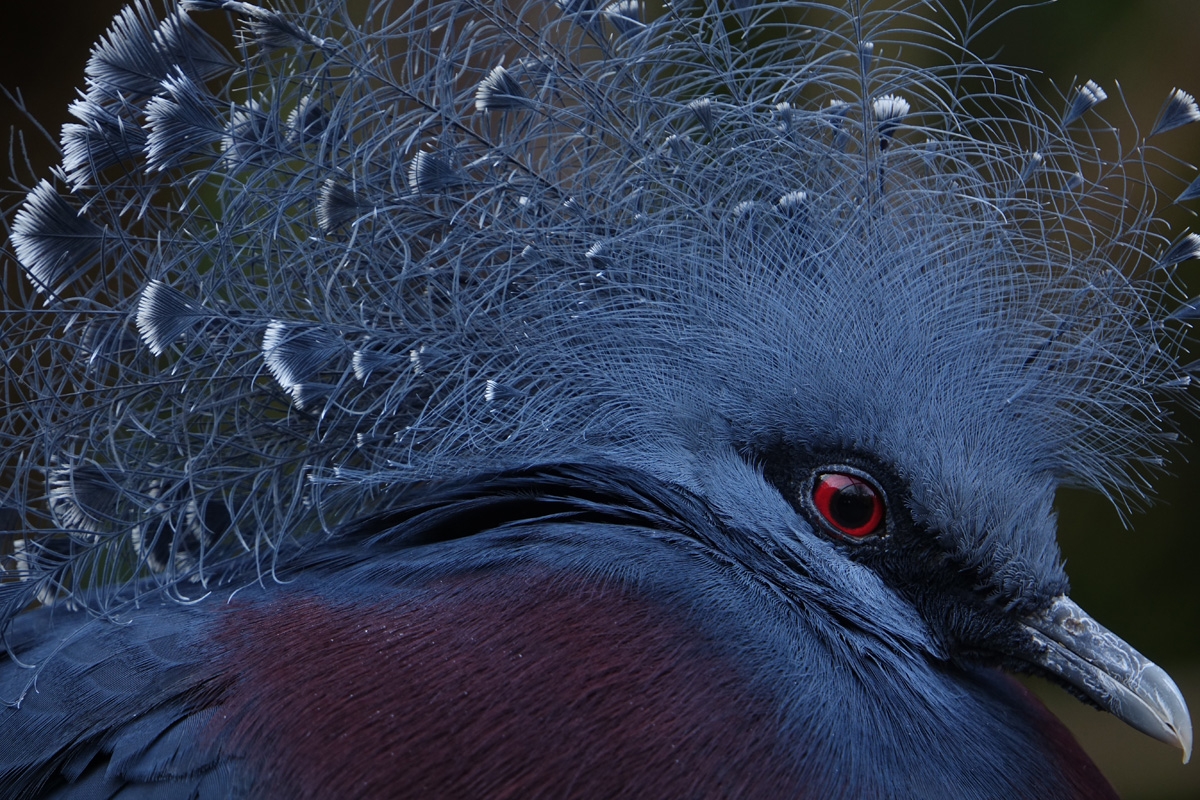Extreme close-up of Victoria crowned pigeon