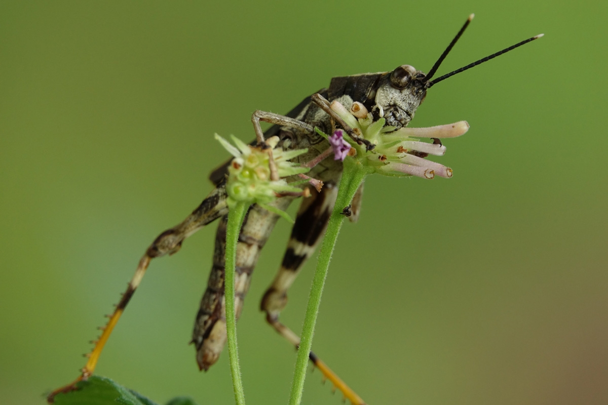 Close-up of grasshopper on grass stem
