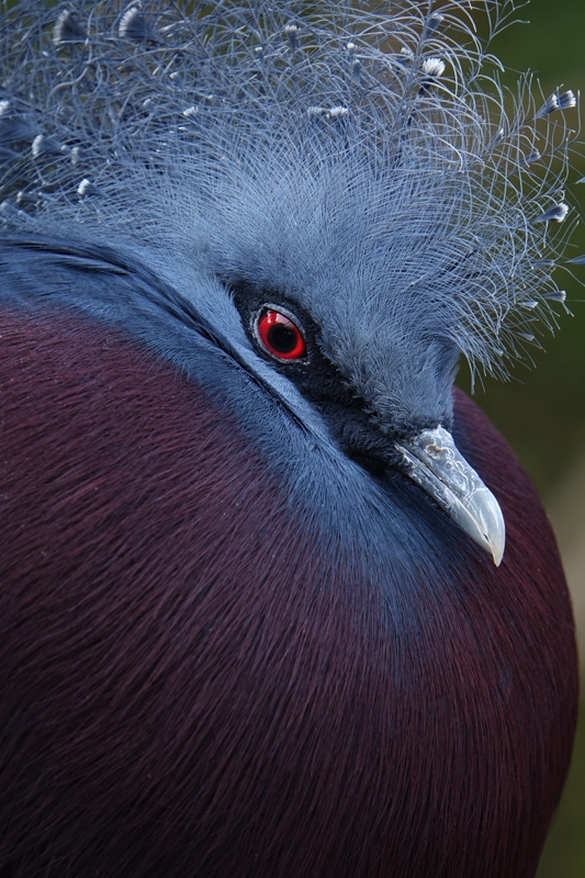 Extreme close-up of Victoria crowned pigeon