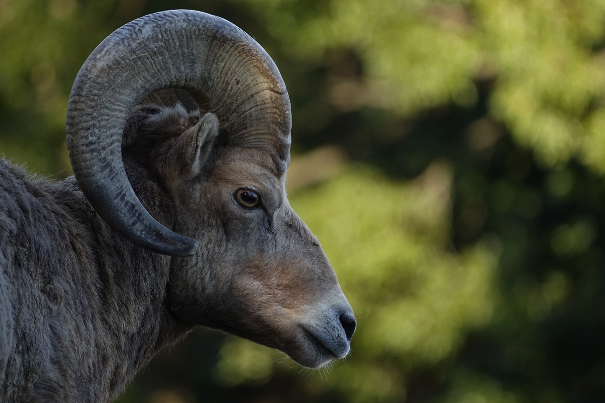 Profile view of bighorn sheep