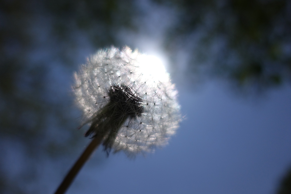 Extreme close-up of dandelion reflecting sunlight