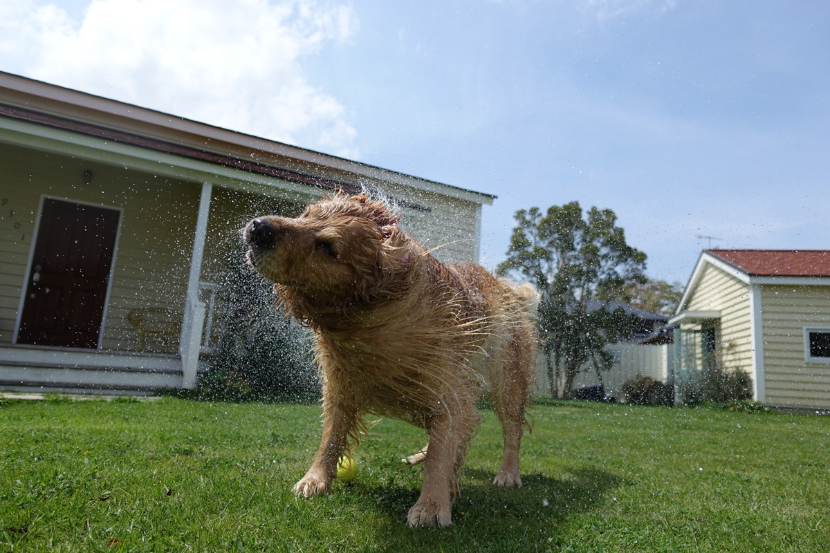 Dog on lawn shaking off water