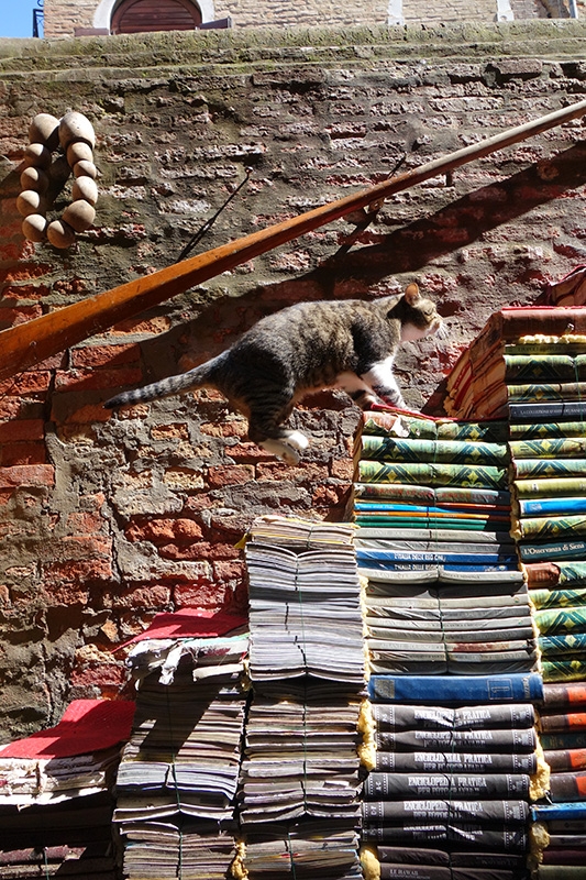 Cat running up staircase made of stacked books
