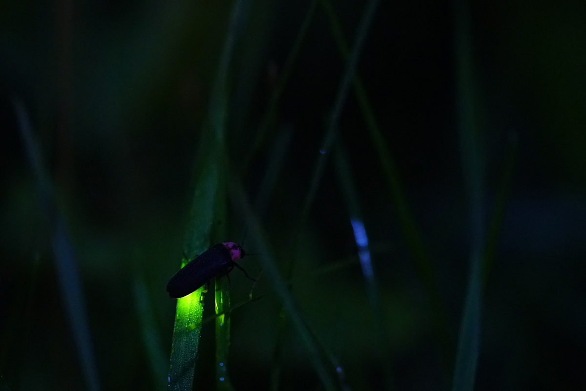 Firefly illuminating a patch on a blade of grass in darkness