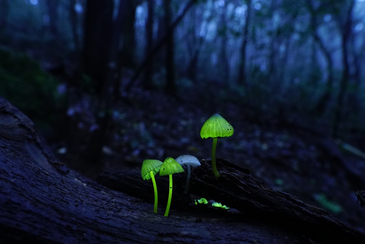 Mushrooms glowing green in dark woodland