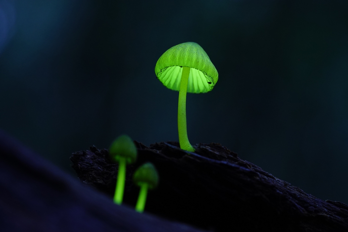 Mushrooms glowing green in the dark