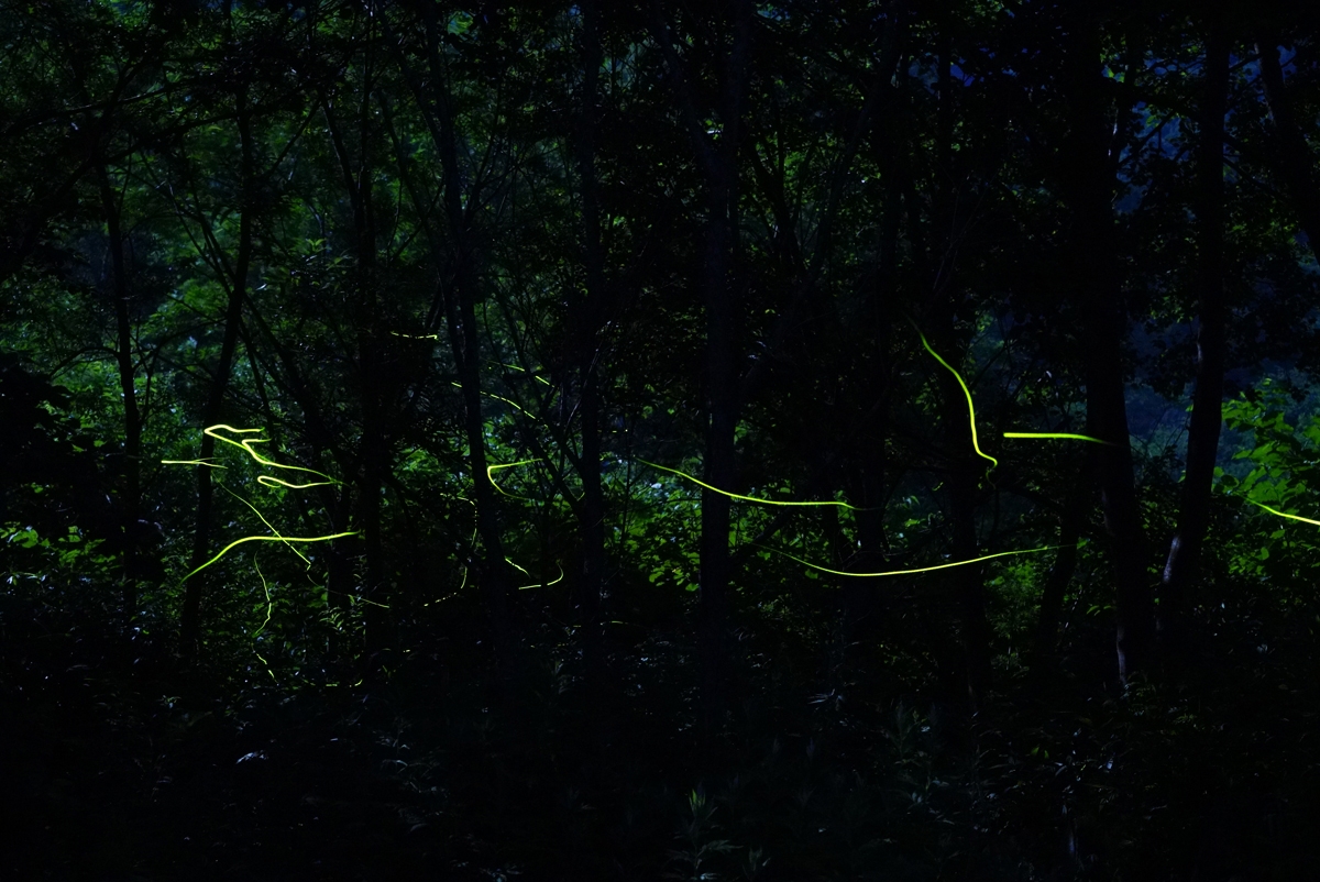 Long exposure of wooded area showing illuminated firefly tracks