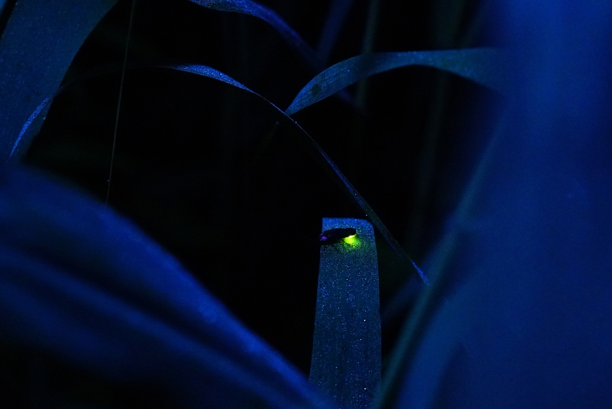 Firefly illuminating a patch on a leaf in darkness