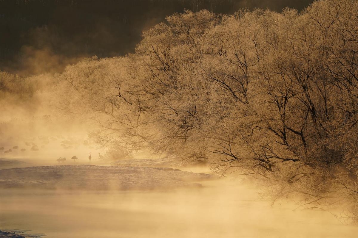 Trees and mist around lake at night