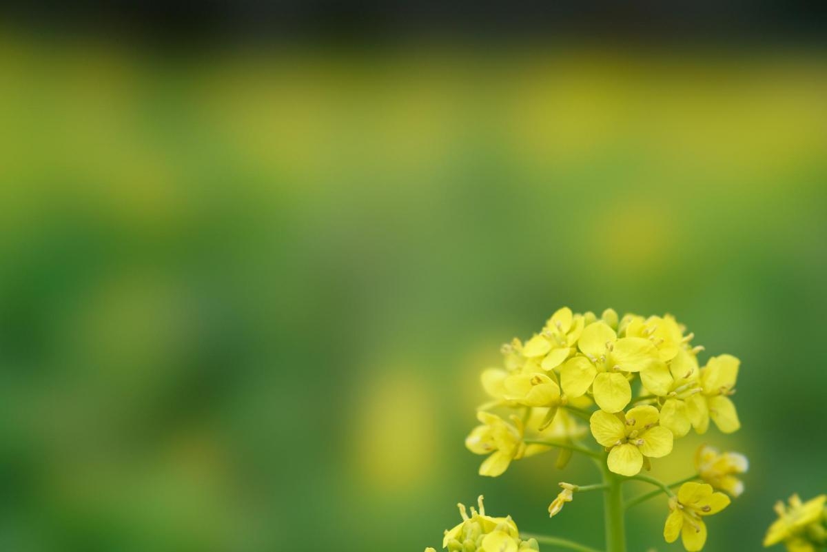 Flower head against deep background bokeh