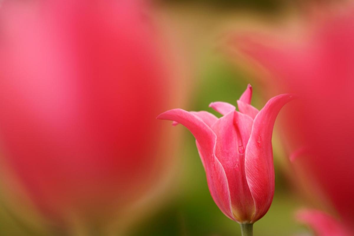 Pink flower seen through the gap between two others in deep foreground bokeh