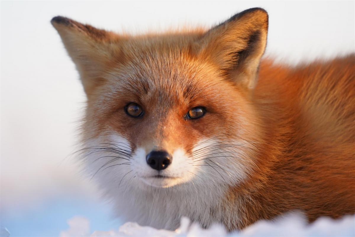 Fox in snow with deep background bokeh