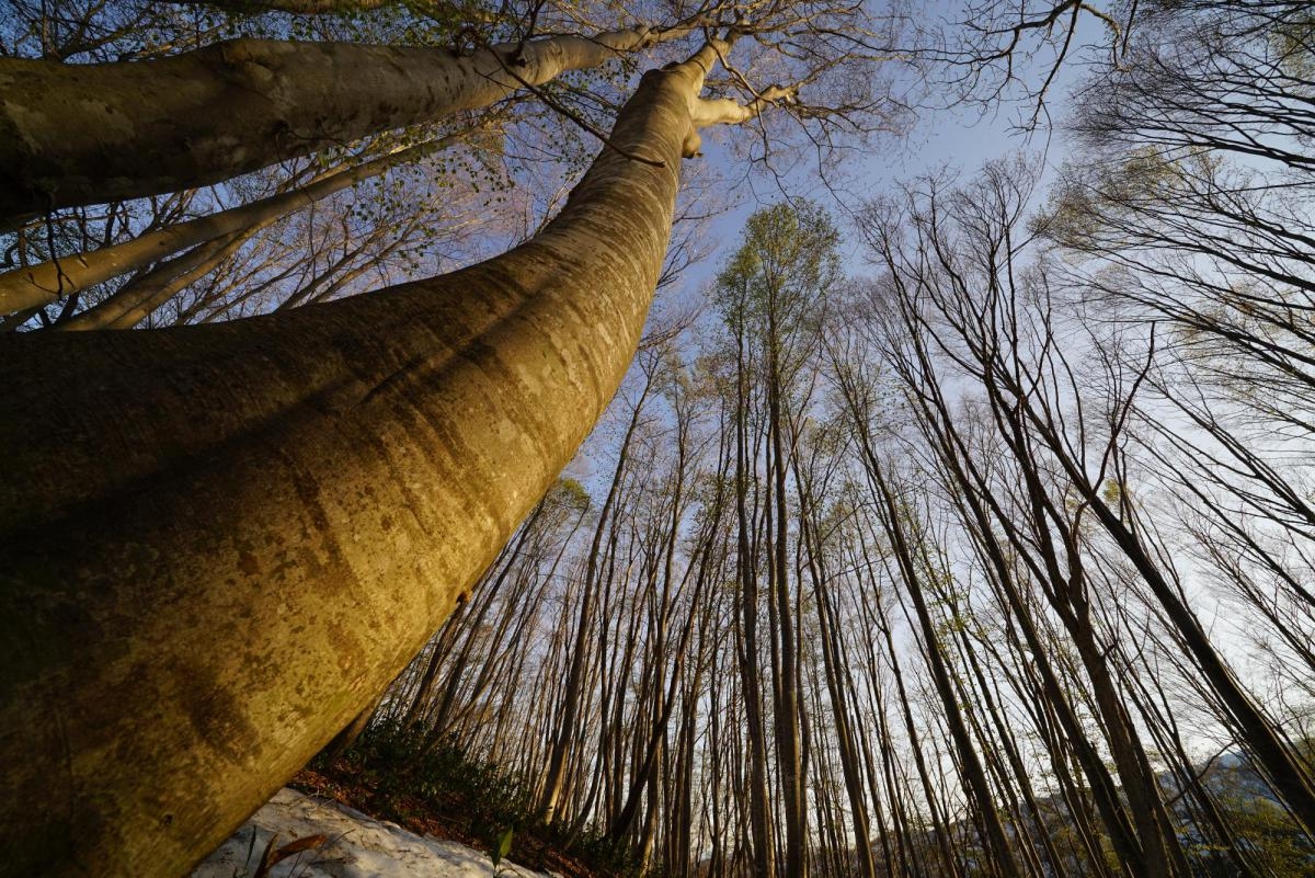 View upward next to tree trunk in woodland