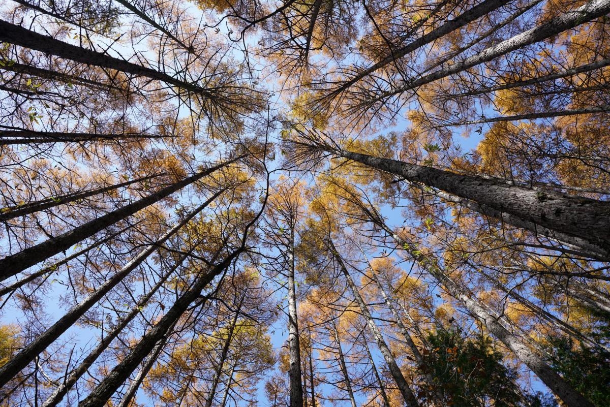 View upward through many trees in woodland