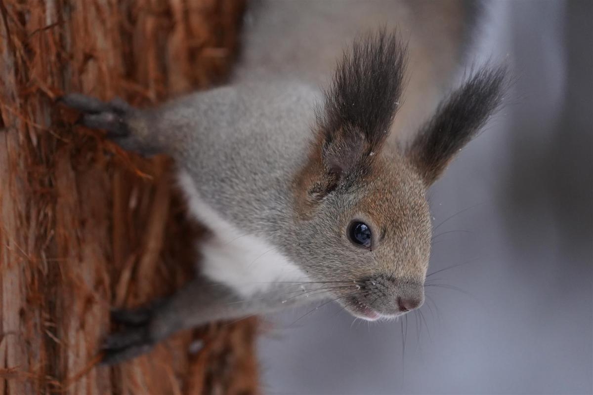 Close-up of squirrel on tree with background bokeh