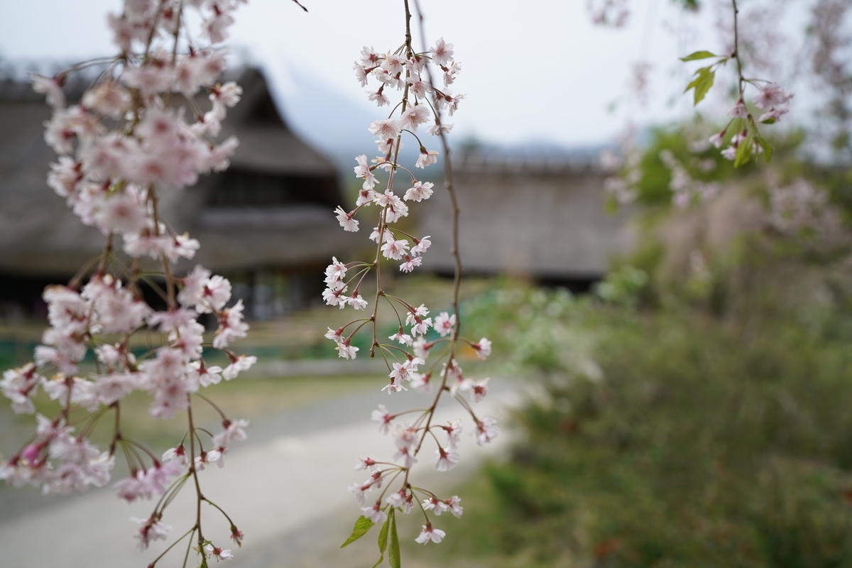 Blossoms on tree with background bokeh