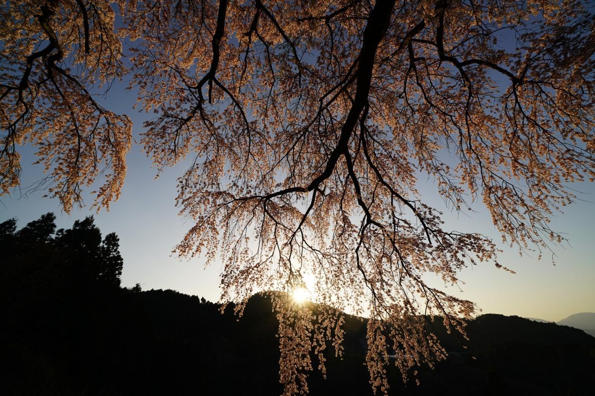 Blossoms on tree branch against sunset