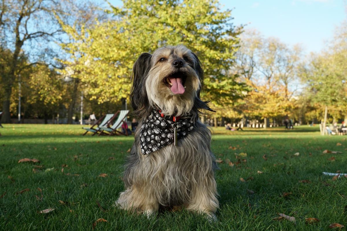 Dog with neck warmer sitting on grass