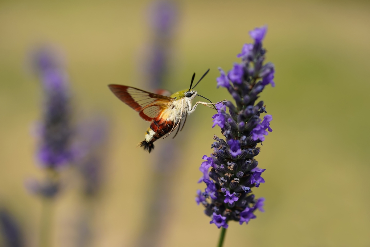 Hummingbird moth feeding off a purple flower