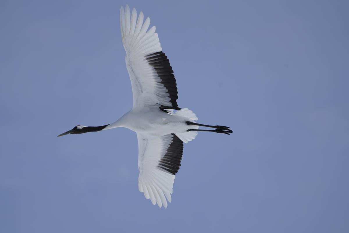 Crane in flight