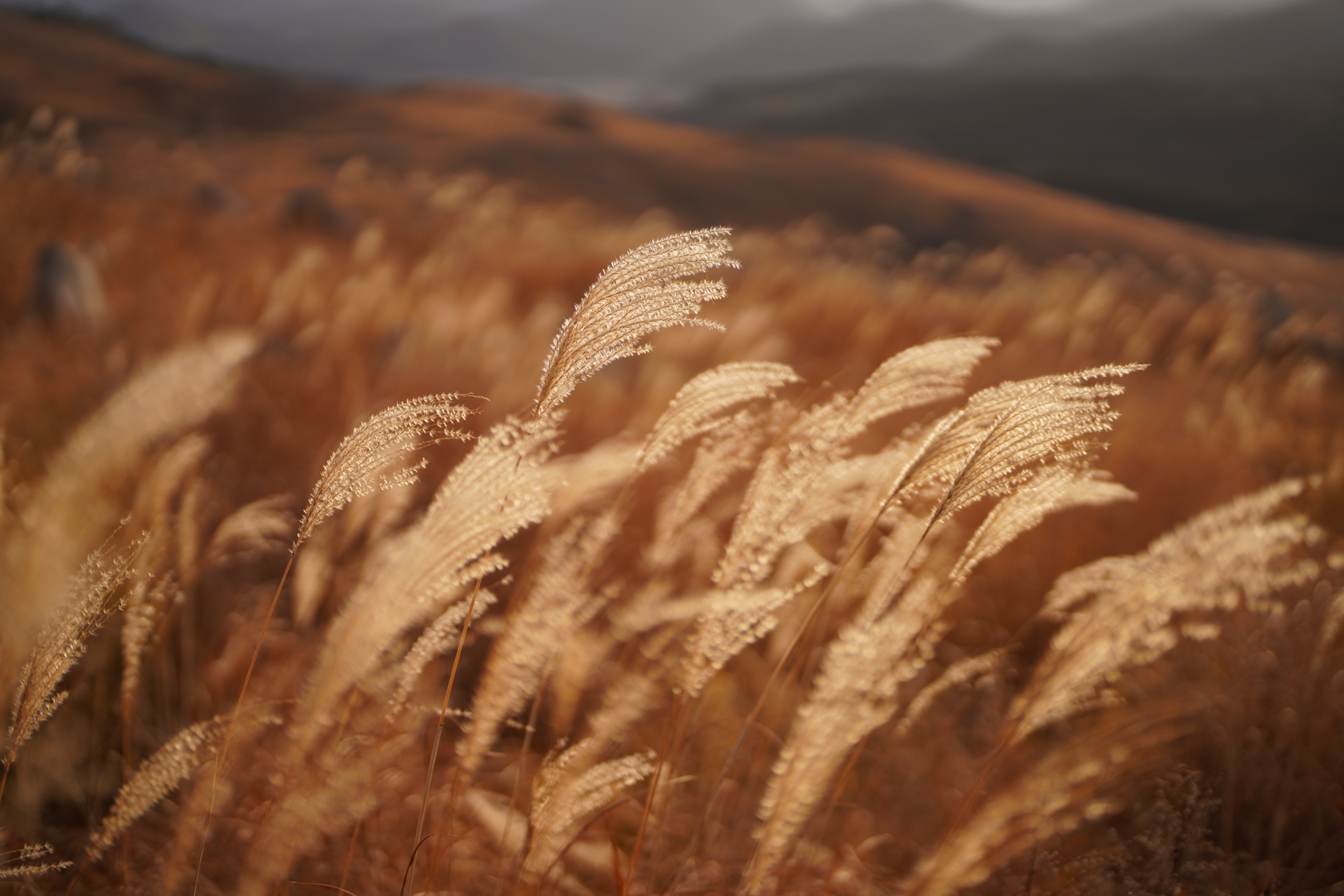 Susuki grasslands