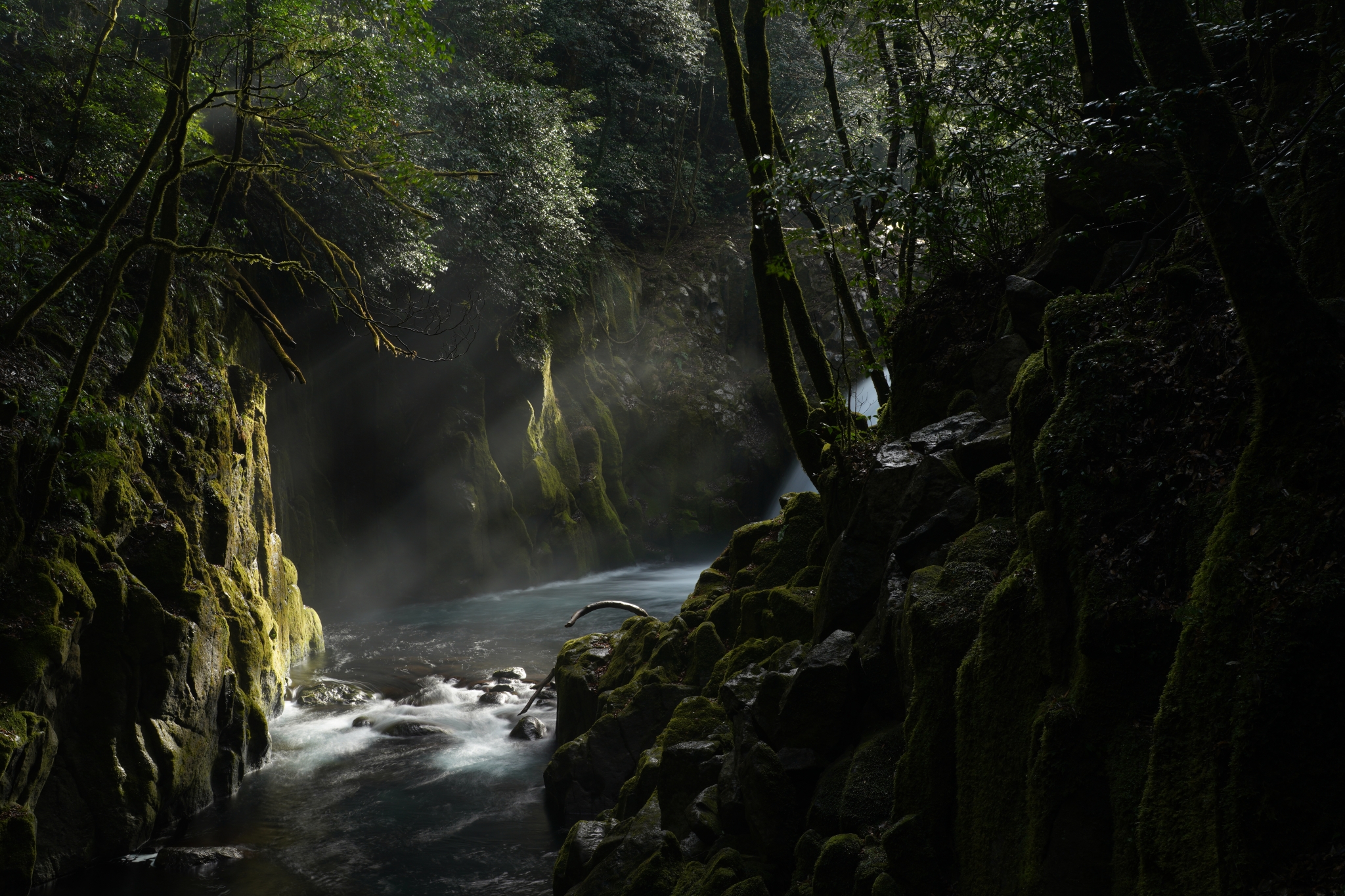 Stream flowing through a forest illuminated by one sunbeam