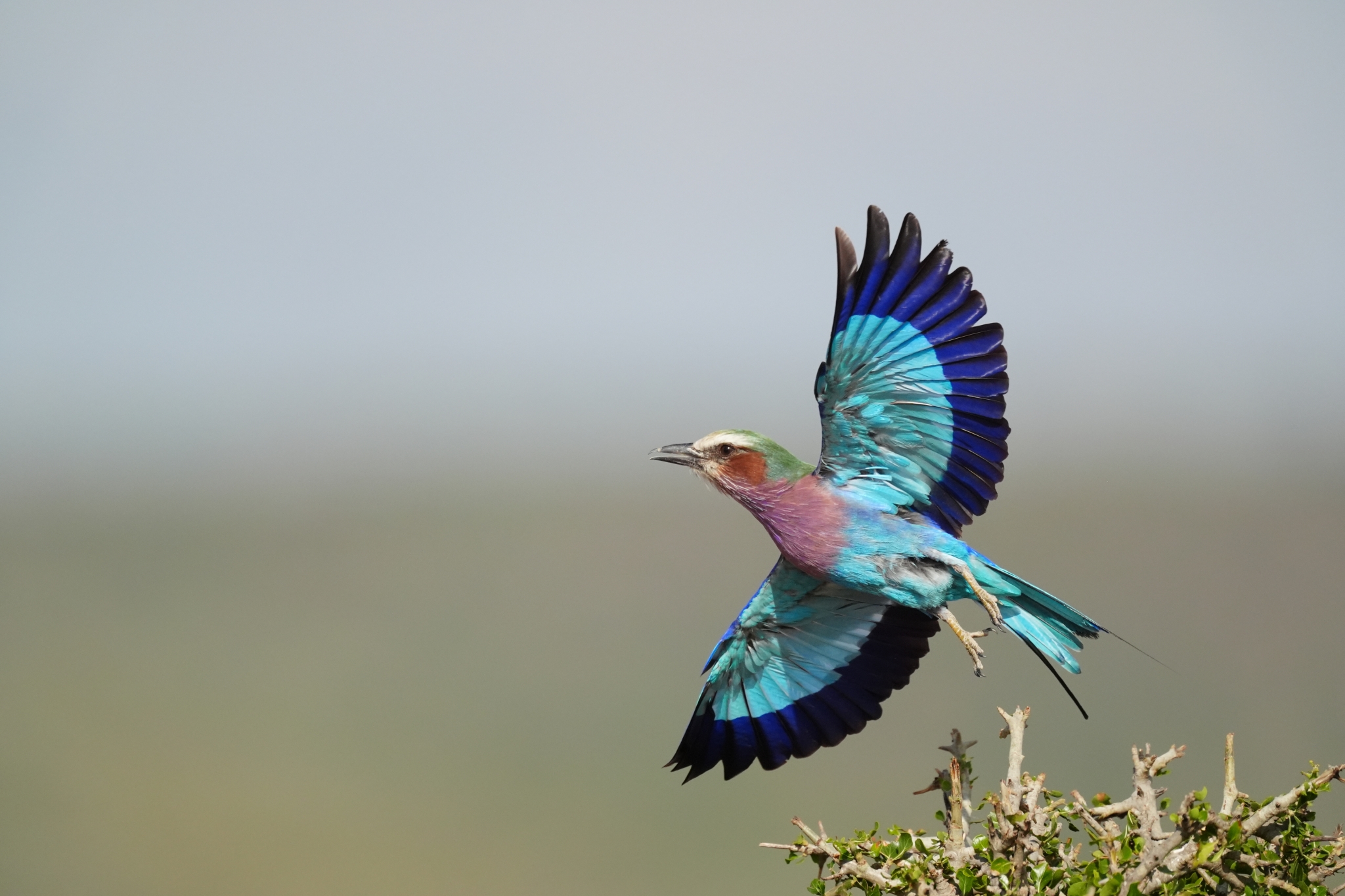 Blue and pink bird in flight with deep bokeh background