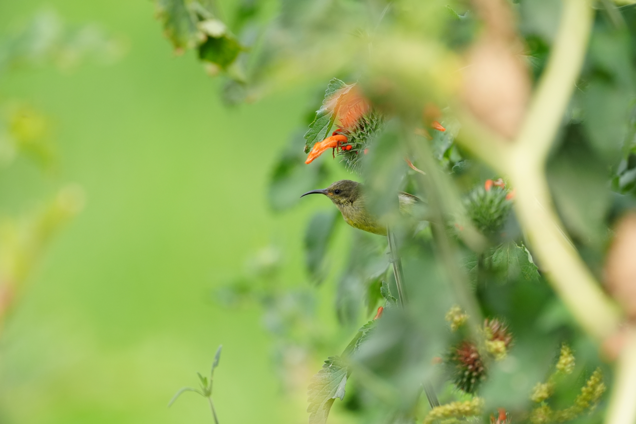 Small green bird and orange flower with plants in bokeh foreground and background