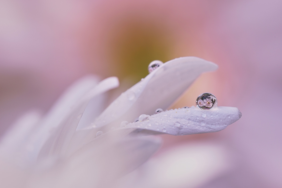 Extreme close-up of wet flower with deep background bokeh