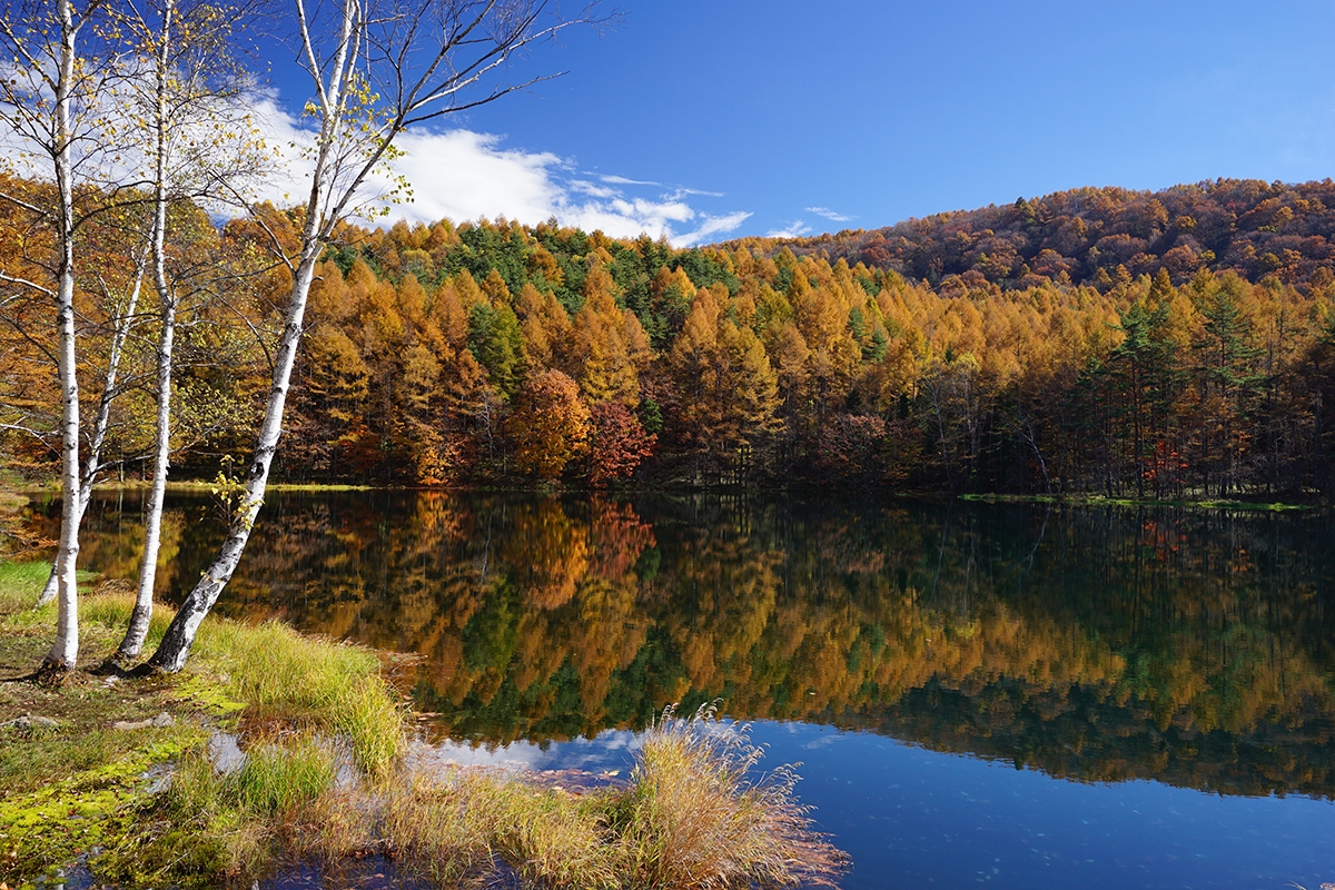 Wide shot of forest reflected in lake