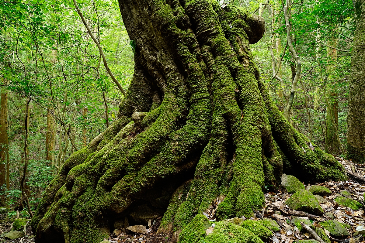 Shot of bottom of large tree with complex structure in mossy woodland