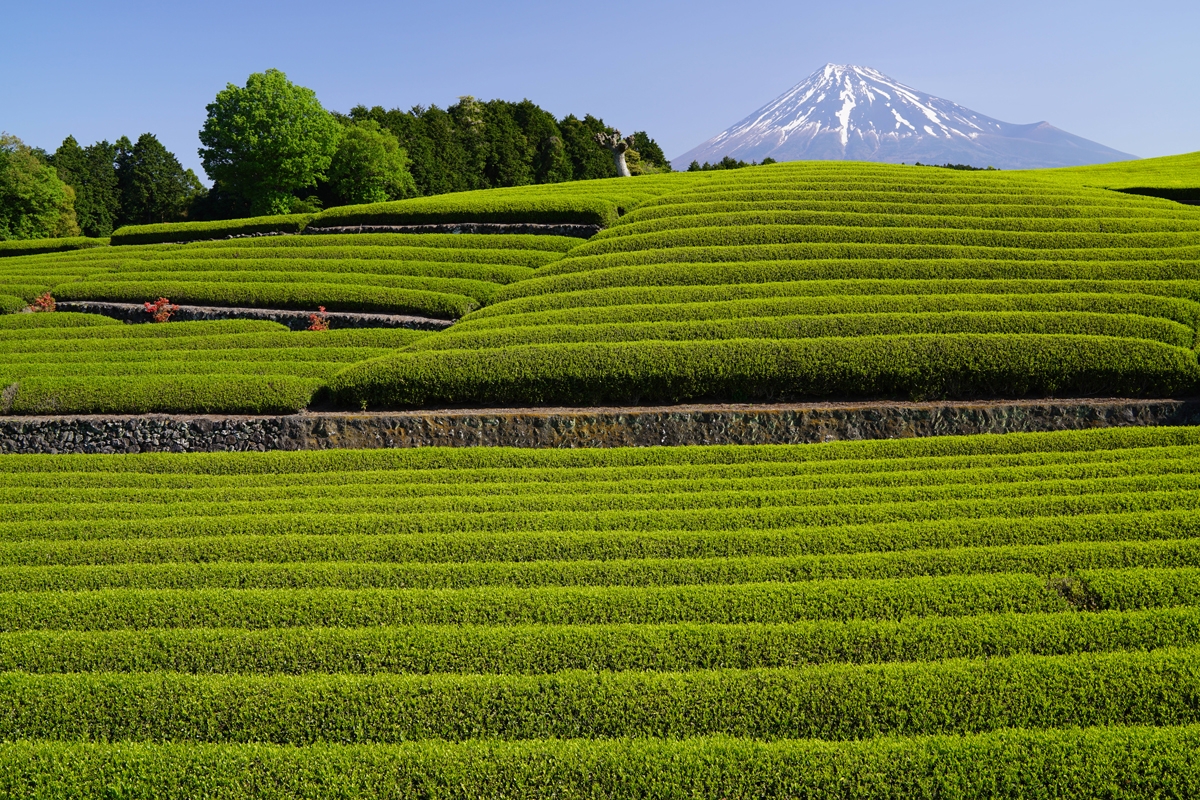 Wide shot of tea plantation with a mountain in the background