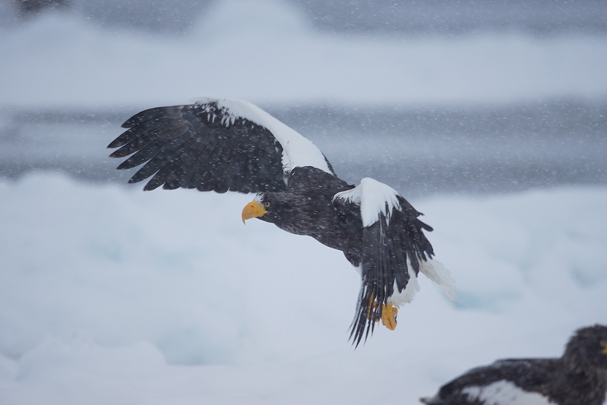 Shot of bird of prey in flight against snowy background with bokeh