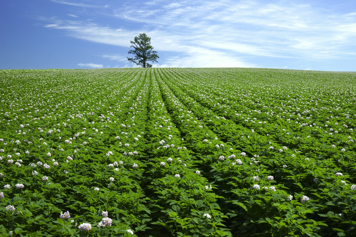 Wide shot of plantation with distant tree against sky background