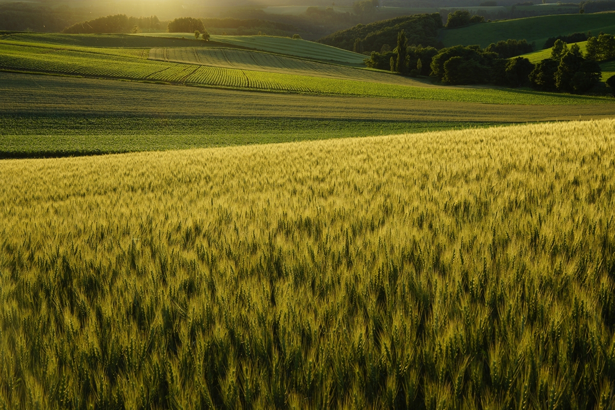 Rolling grassy farmland with distant hazy sunset