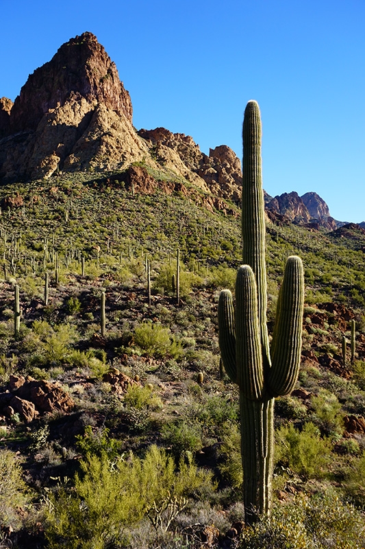 Cactus with rock outcrop in background