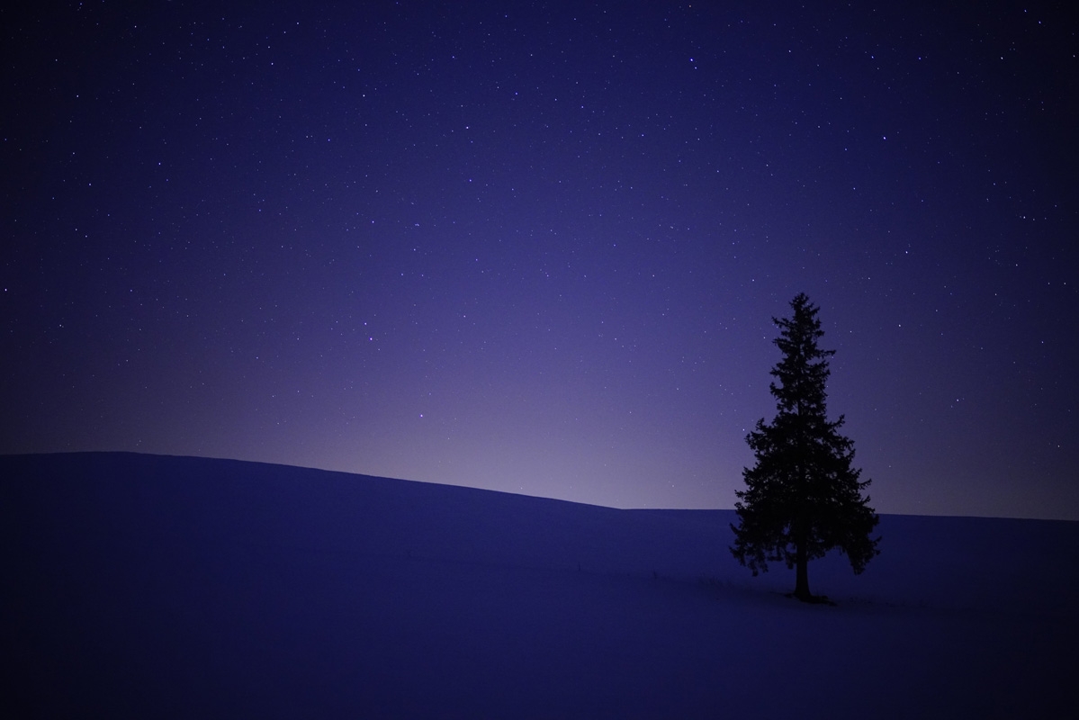 Tree on rolling landscape silhouetted against sky in dim light