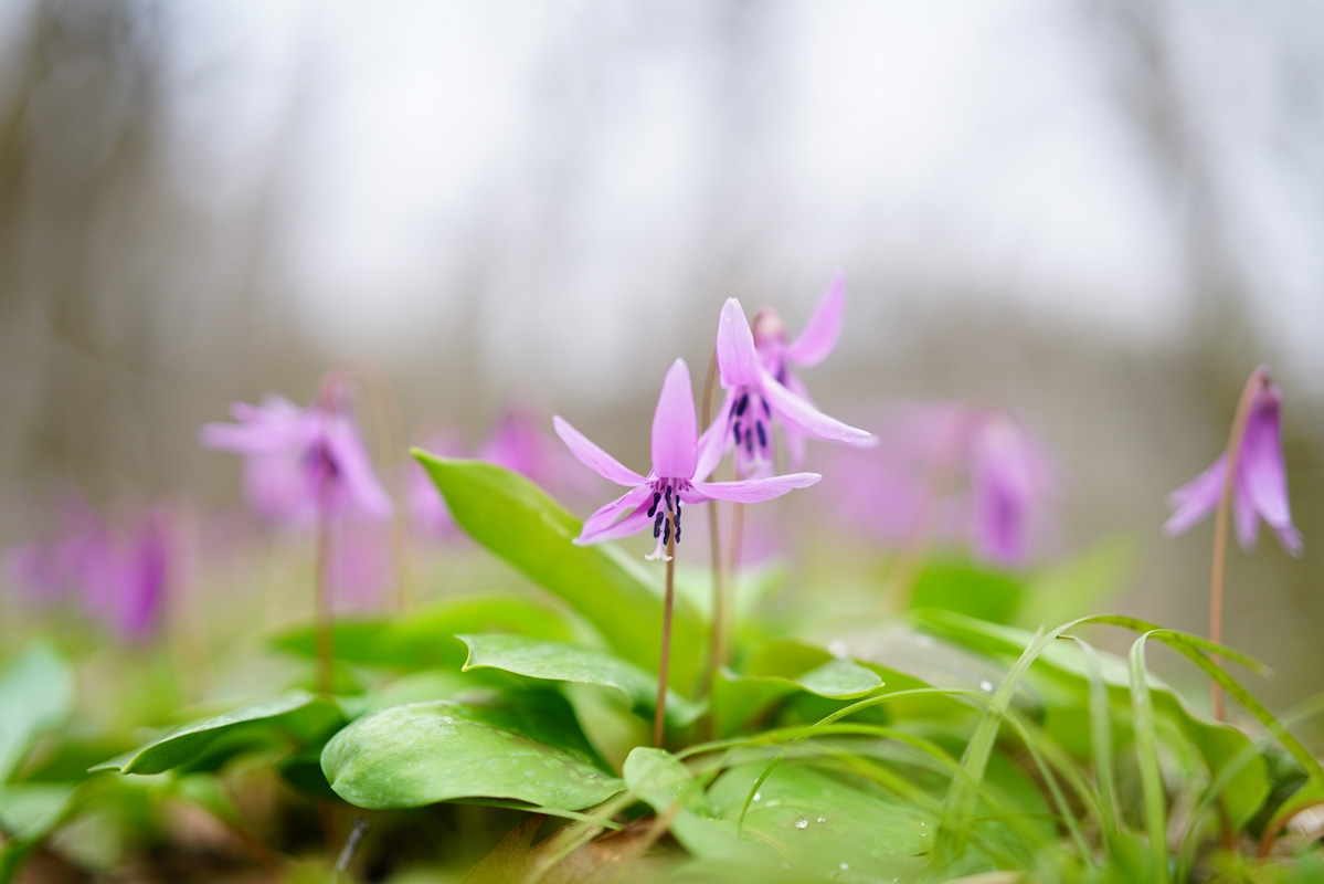 Close-up of pink flowers and foliage against deep background bokeh